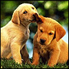 Golden Retriever puppies avatar