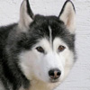 Huskey avatar