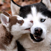 Husky nibble avatar