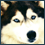 Husky avatar