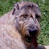 Irish Wolfhound avatar