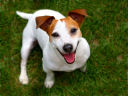 Jack Russell avatar