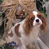 King Charles Spaniel avatar