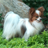 Dog Papillon avatar