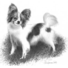 Papillon In Black & White avatar