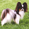 Papillon On Grass avatar