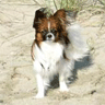 Papillon On Sand avatar