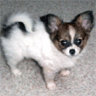 Papillon Pup avatar