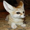 Fennec avatar