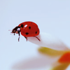 Ladybird on the edge avatar