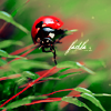 Ladybug avatar
