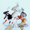 Rabbit pile avatar