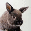 Bunny avatar