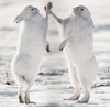 Rabbits fighting avatar
