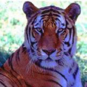 Tiger Relaxing avatar