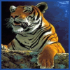 Tiger on a wall avatar