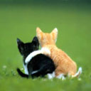 Together Forever avatar