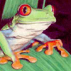 Tree Frog jpg avatar
