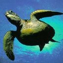 Turtle Underwater 2 avatar