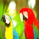 Two Macaws avatar