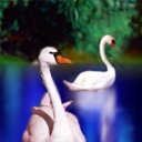 Two Swans avatar