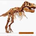 Tyranasaurus Rex Bones avatar