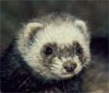 aFuzZyFeRrEt avatar