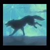 Wolf-Moon avatar