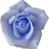 Blue Rose avatar