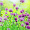 Purple Wild Flowers avatar