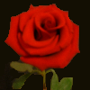 Red rose avatar