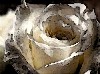 White Rose avatar