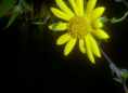 Yellow daisy avatar