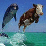 Cow Dolphin avatar