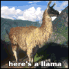 Llama song avatar