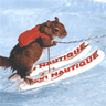 Squirrel Waterskiing avatar