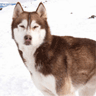 Shadow the sled dog avatar