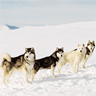 Sled dogs avatar