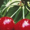 Cherries 2 avatar