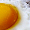 Fried Egg avatar