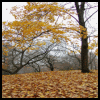 Falling leaves avatar