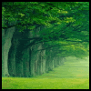 Green Trees avatar