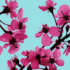 Hot pink cherry blossoms avatar