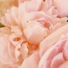 Pink peonies avatar