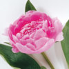 Pink peony avatar