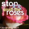 Stop and smell the roses avatar